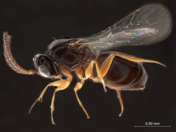 Online Help In Determining ID Of Small Parasitic Wasps