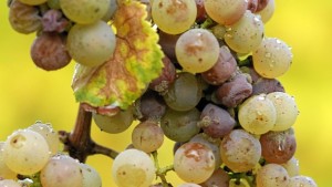 Protect Hail-Damaged Grape Clusters From Botrytis