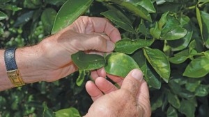 California Technology Summit Targeting Early Detection Of Deadly Citrus Disease Slated