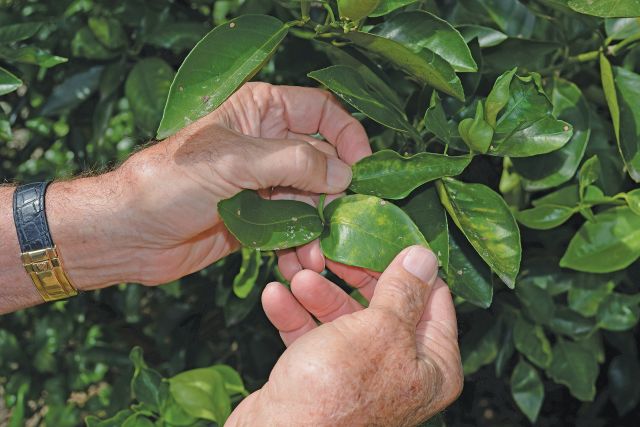 Florida Growers Reflect On A Decade With Citrus Greening