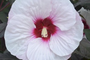 Hip to Hibiscus