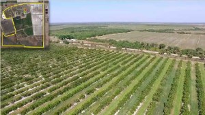 Florida Land Values Strong Thanks to Rising Economy