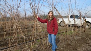 Removing Leftover Roots May Improve New Raspberry Crop’s Health