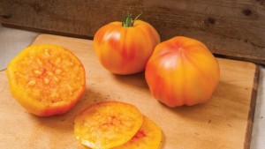 The Latest Vegetable Varieties For Covered Production