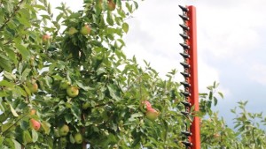 Mechanization Can Reduce Summer Pruning Costs