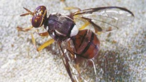 Florida Declares Agricultural Emergency Over Invasive Pest