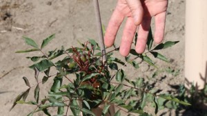 Growers Claim Pistachio Trees Diseased – Nursery Maintains Problem Is A Genetic Disorder