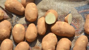 New Potato Variety Makes A Splash At Texas Field Day