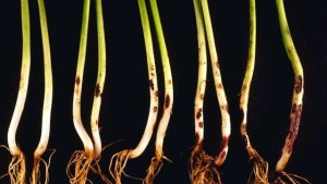 Rhizoctonia Pathogen A Major Bane To Beans