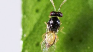 Parasitic Wasps Released In Fight Against Asian Citrus Psyllid