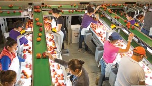 Technology Helping To Bring That “Fresh-Picked” Peach To Consumers