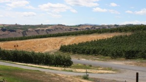 Third Largest Washington Apple Crop Expected