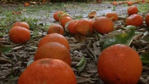 Florida Citrus Crop Outlook Sours More With Latest USDA Forecast
