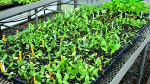 New Vegetable Grafting Technique Reduces Labor