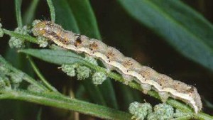 Old World Bollworm A Potential New Pain For Florida Farmers