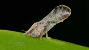 Attention to Citrus Psyllid Control Critical After Hurricane Irma