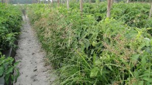 5 Products To Help Put Weeds Away