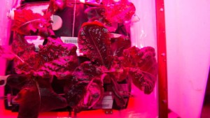 Astronauts Eat Lettuce Grown In Space