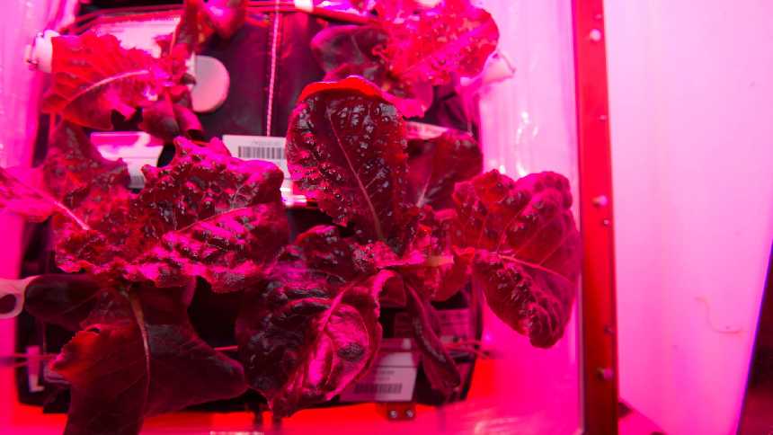 Astronauts Eat Lettuce Grown In Space