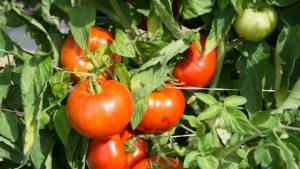 Rutgers Researchers Focus On Flavor Of New Tomato