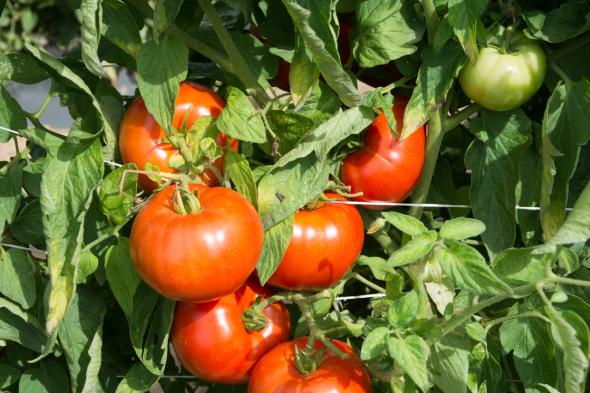 Rutgers Researchers Focus On Flavor Of New Tomato