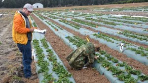 Scientists Find Better Way To Save Strawberries From A Freeze