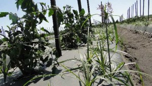 3 New Herbicides For Florida Farmers To Consider