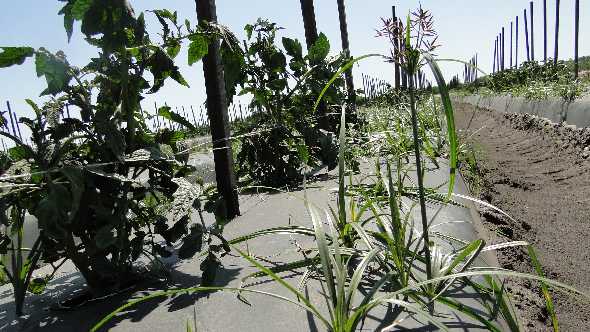 3 New Herbicides For Florida Farmers To Consider