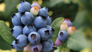 Leadership Change at Top Blueberry Nursery