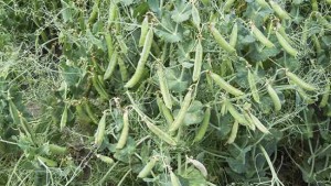 New Pea Variety Offers Disease Resistance