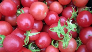 New Hampshire Researchers Develop New Cherry Tomato