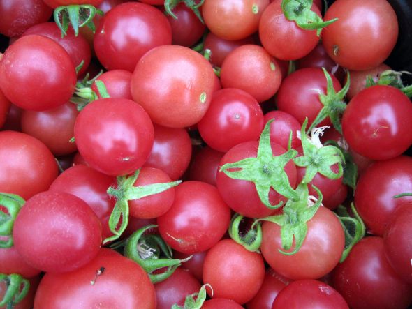New Hampshire Researchers Develop New Cherry Tomato