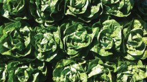 9 Leafy Greens Varieties You Need To Know