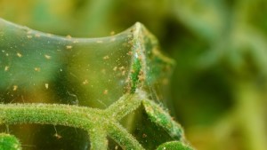 Got Spider Mites? New Solution Is on the Way for Citrus and Grape Growers