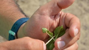 Beneficial Insect Causes Problems On Tomatoes