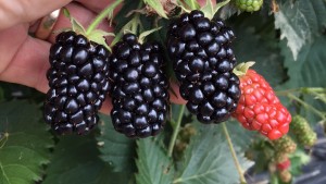 NARBA Conference Highlights Strong Market for Berries