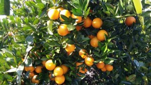 ‘Valencia-Like’ Oranges Setting New Standards In Quality