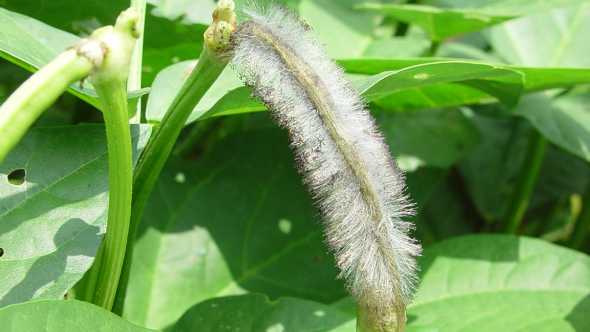 Don’t Get Blindsided By Flower Blight Of Southern Pea