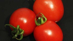 Taste Is King When Talking Tomatoes