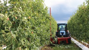Tips to Transition to an Apple Fruiting Wall System