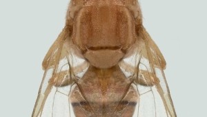 Feared Peach Pest Found In California