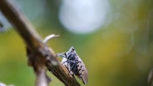 Researchers Studying Potential Threat From Spotted Lanternfly