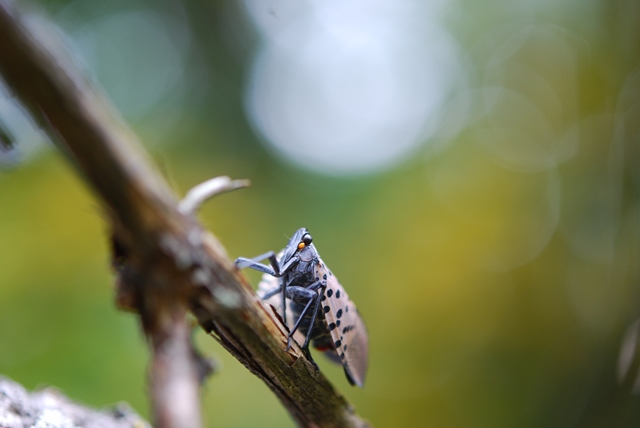 USDA Allocates $66 Million to Better Protect Plants Against Pests