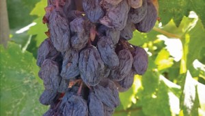 Raisin Industry Continues To Make Push Toward Maximizing Productivity, Minimizing Cost