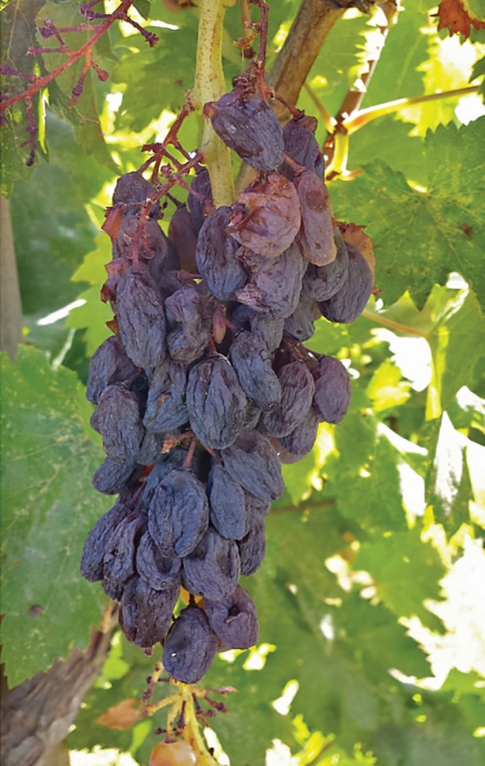 Raisin Industry Continues To Make Push Toward Maximizing Productivity ...