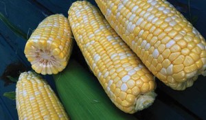 08B2084 - Siegers Seed Co.