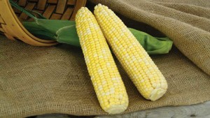 12 Savory Sweet Corn Varieties For The Sunshine State