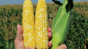 Abbott & Cobb Seed Company Launches New Website