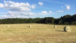 Florida A&M University To Pump New Life Into Former USDA Research Station