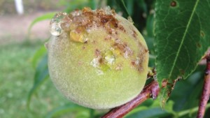How To Keep Your Stone Fruit From Being “Xapped” By Bacterial Spot